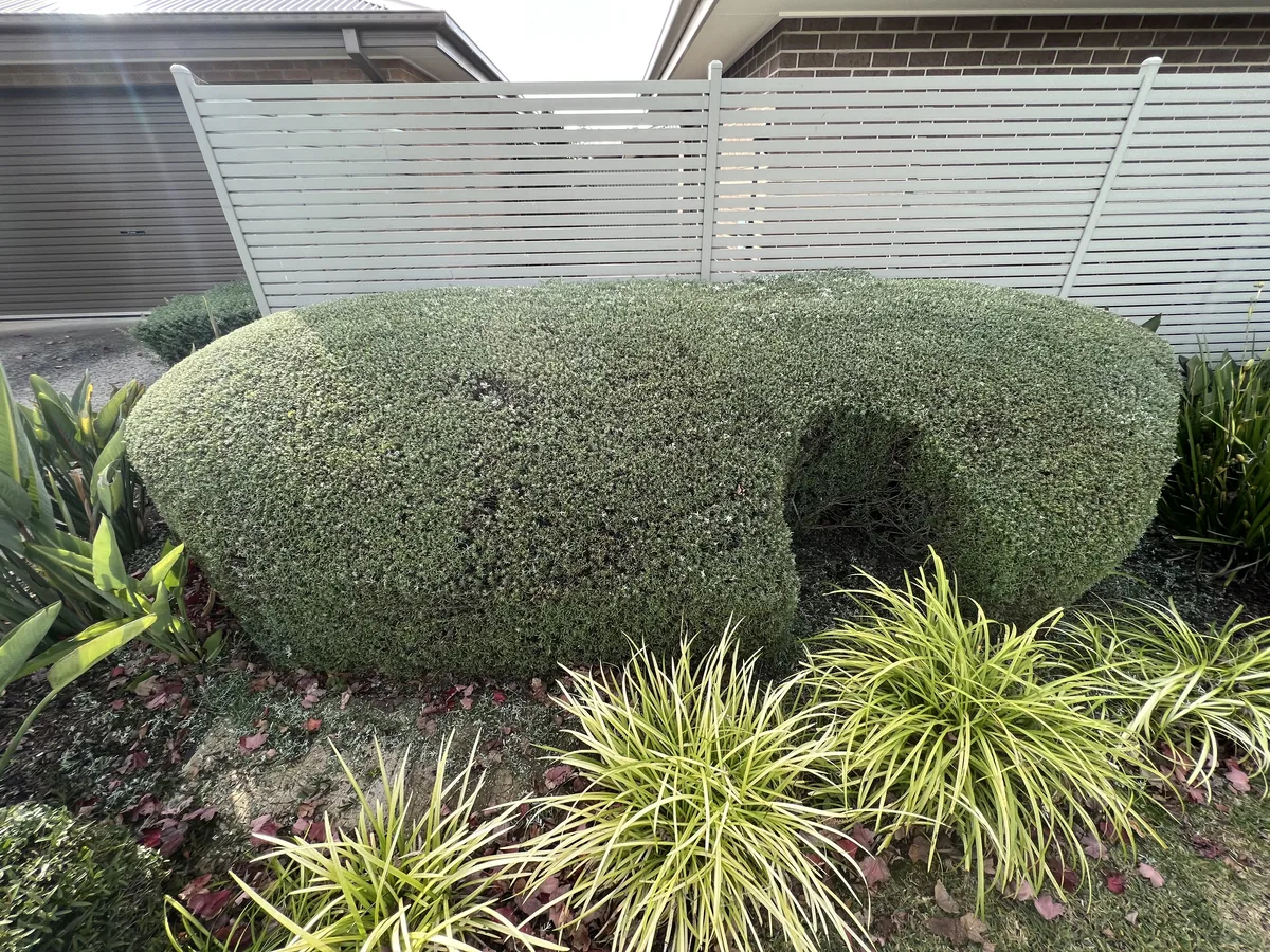 Hedges and garden beds maintained together, Clyde North