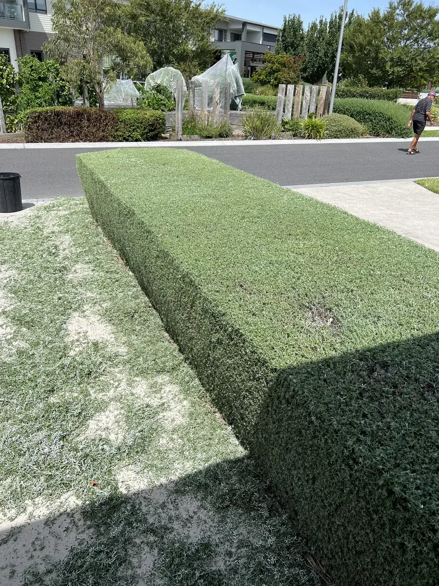 Hedge trimmed to a clean line on a regular garden maintenance round at Clyde North