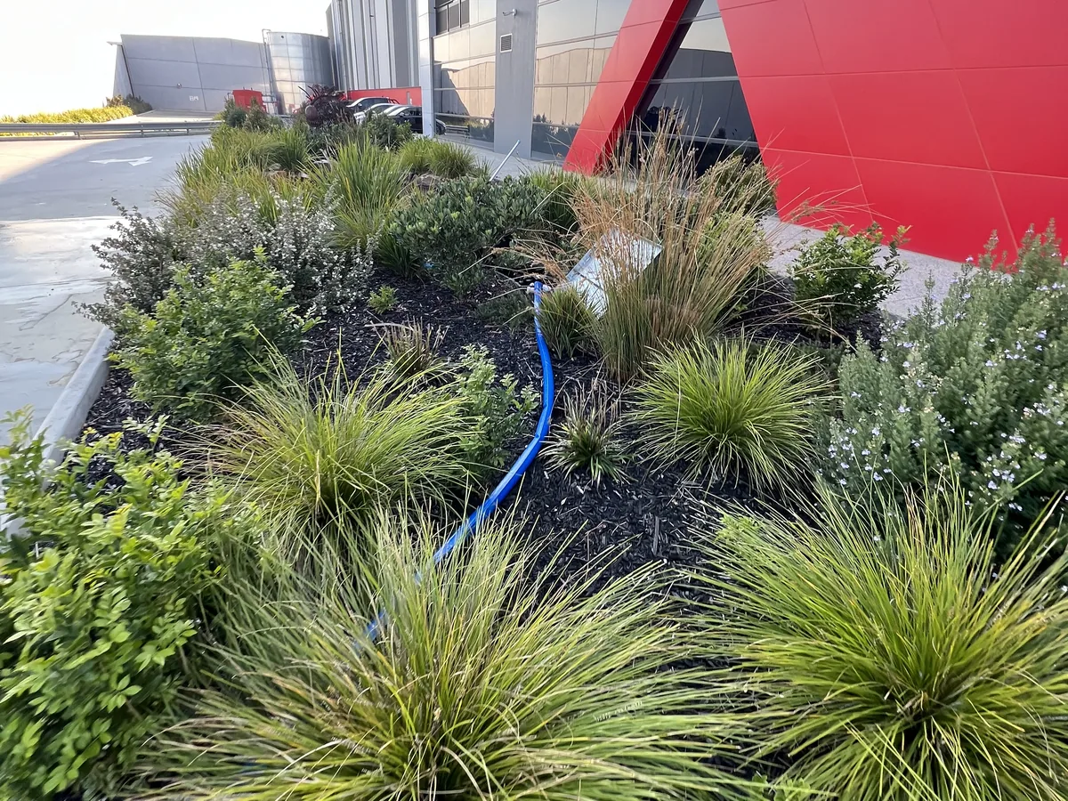 Native grasses at a business park entry, Cranbourne West