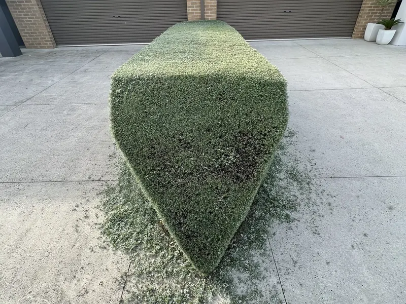 A hedge cut to a clean line beside a maintained garden bed in Clyde North