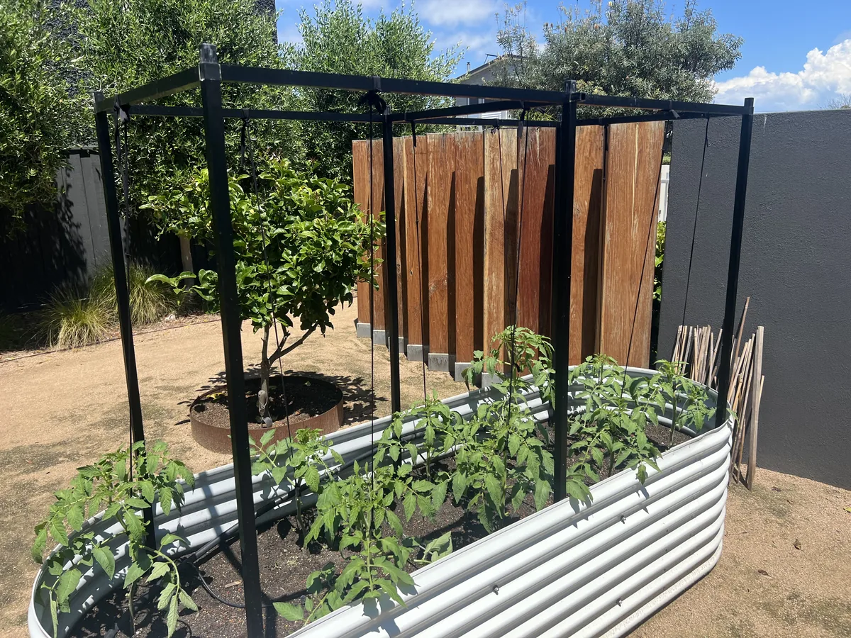Raised veggie garden beds with a tomato trellis built and maintained, Safety Beach